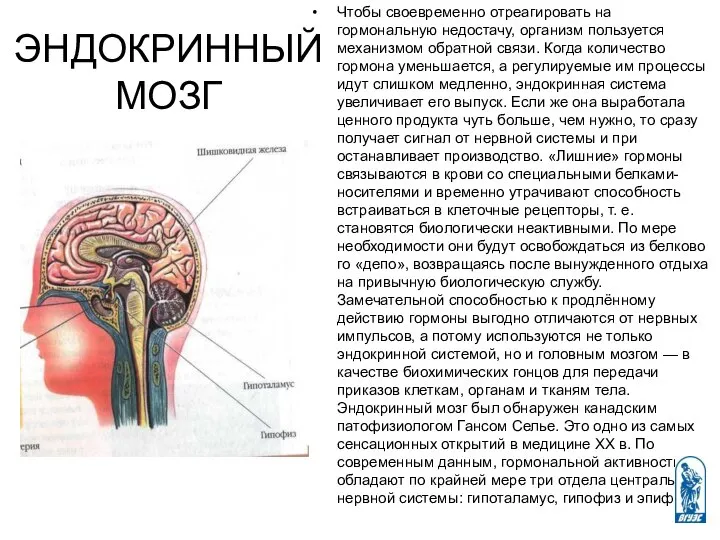 ЭНДОКРИННЫЙ МОЗГ Чтобы своевременно отреагировать на гормональную недостачу, организм пользуется механизмом