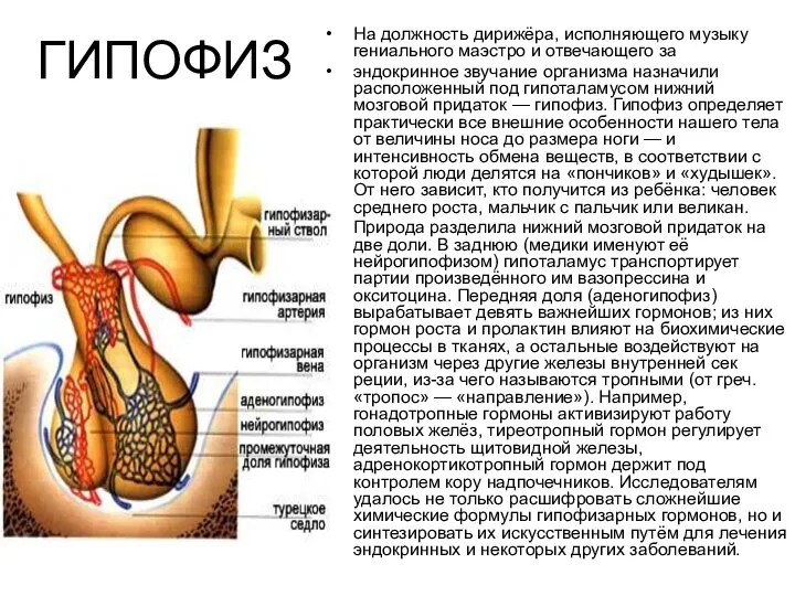 ГИПОФИЗ На должность дирижёра, исполняющего музыку гениального маэстро и отвечающего за