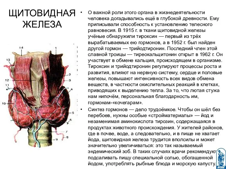 ЩИТОВИДНАЯ ЖЕЛЕЗА О важной роли этого органа в жизнедеятельности человека догады­вались