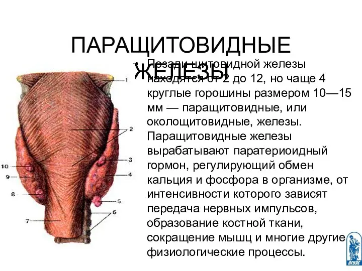 ПАРАЩИТОВИДНЫЕ ЖЕЛЕЗЫ Позади щитовидной железы находятся от 2 до 12, но