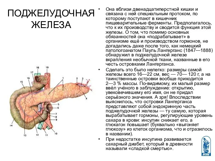 ПОДЖЕЛУДОЧНАЯ ЖЕЛЕЗА Она вблизи двенадцатиперстной кишки и связана с ней специальным