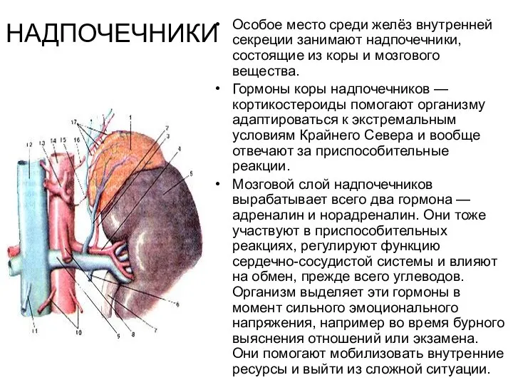 НАДПОЧЕЧНИКИ Особое место среди желёз внут­ренней секреции занимают надпочечники, состоящие из