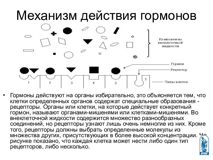 Механизм действия гормонов Гормоны действуют на органы избирательно, это объясняется тем,