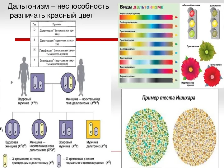 Дальтонизм – неспособность различать красный цвет