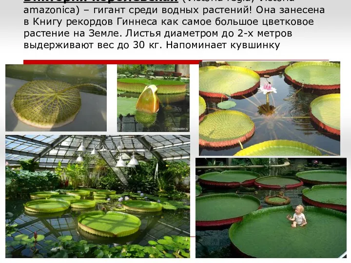 Виктория королевская (Victoria regia, Victoria amazonica) – гигант среди водных растений!