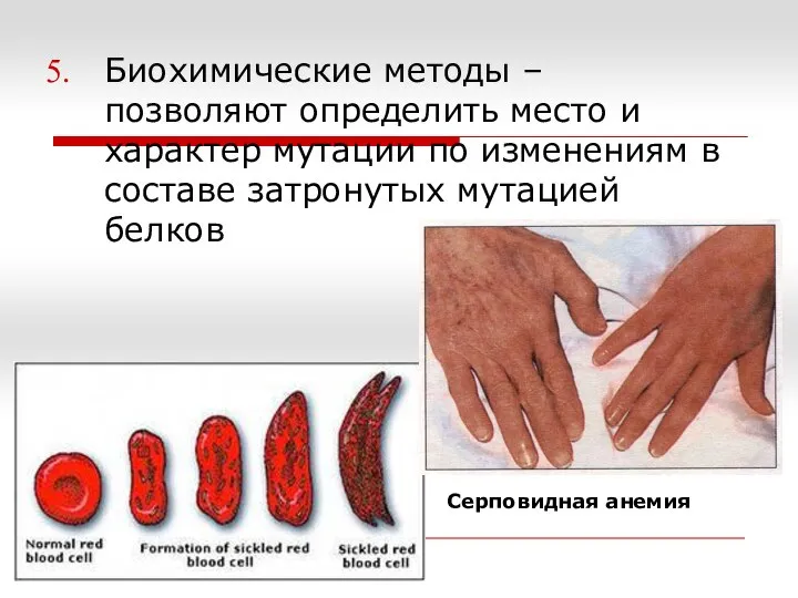 Биохимические методы – позволяют определить место и характер мутации по изменениям