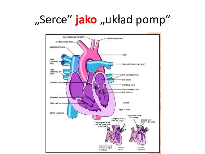 „Serce” jako „układ pomp”