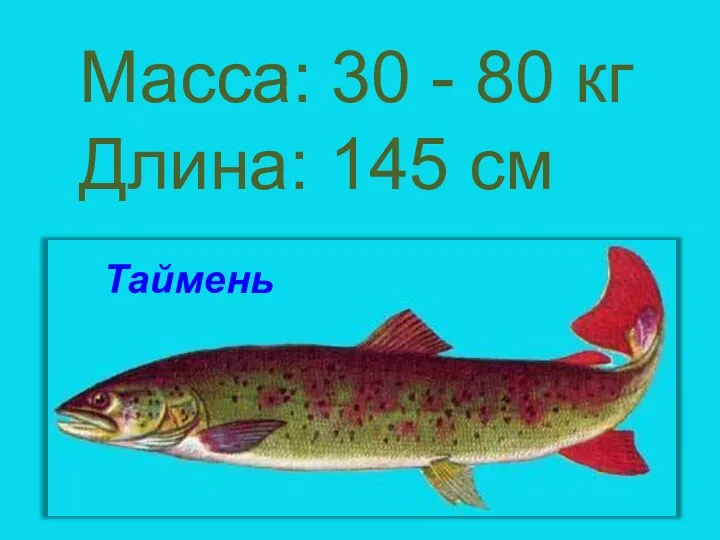 Таймень Масса: 30 - 80 кг Длина: 145 см