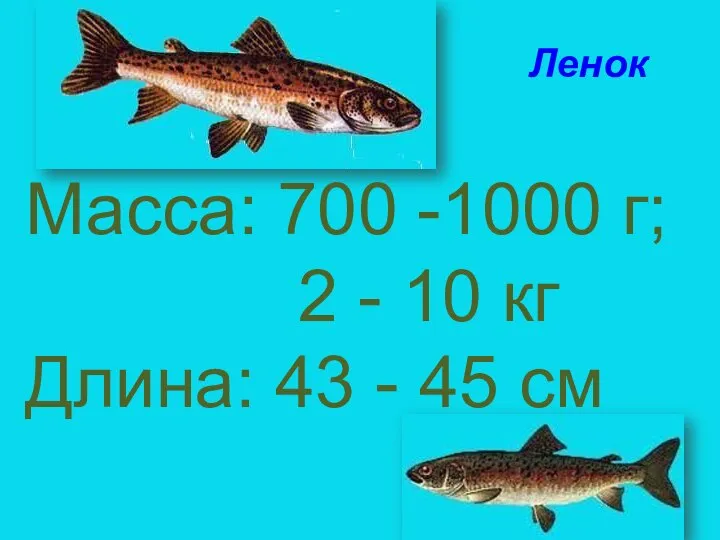 Масса: 700 -1000 г; 2 - 10 кг Длина: 43 - 45 см Ленок