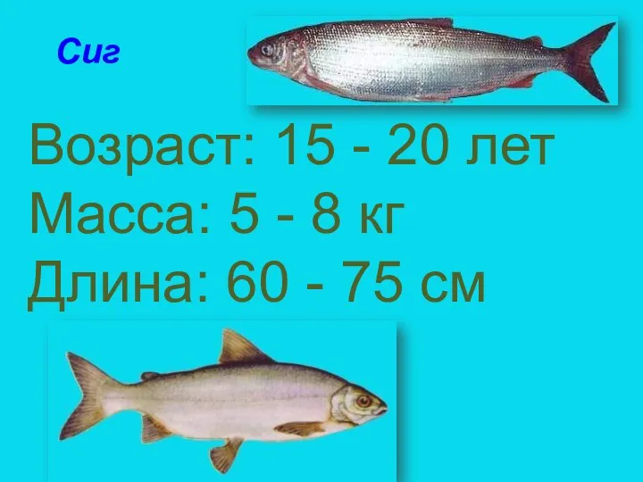 Сиг Возраст: 15 - 20 лет Масса: 5 - 8 кг Длина: 60 - 75 см