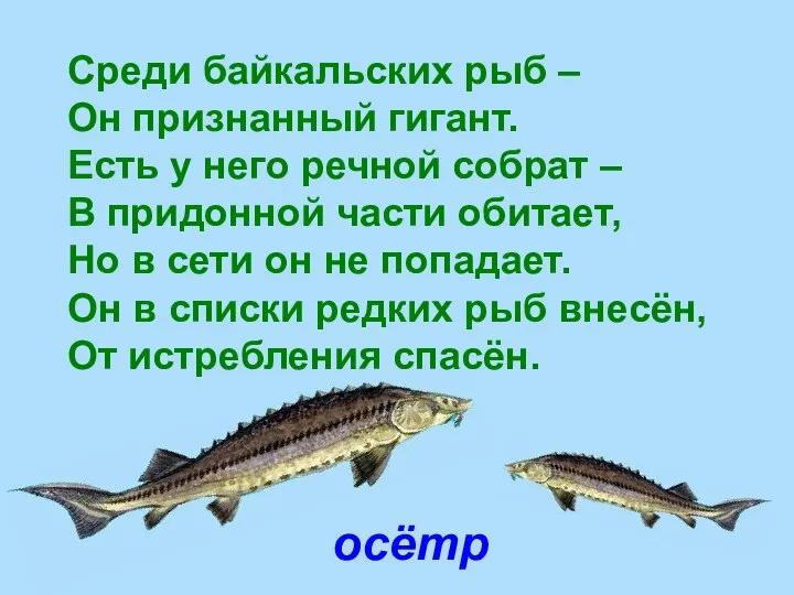 осётр Среди байкальских рыб – Он признанный гигант. Есть у него