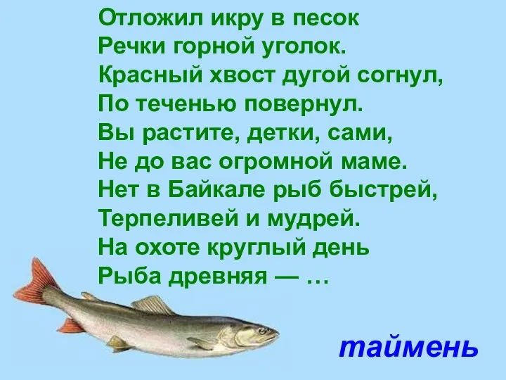 таймень Отложил икру в песок Речки горной уголок. Красный хвост дугой