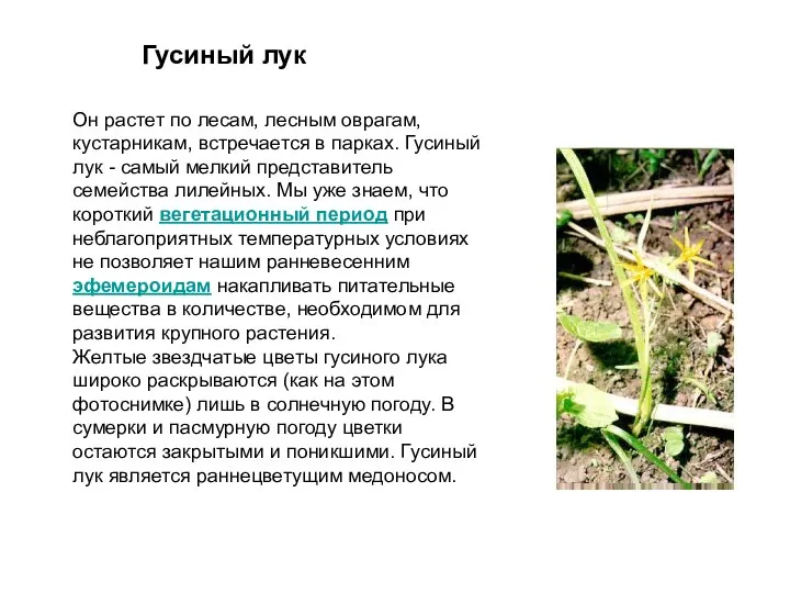 Гусиный лук Он растет по лесам, лесным оврагам, кустарникам, встречается в