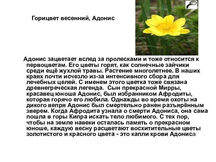 Горицвет весенний, Адонис Адонис зацветает вслед за пролесками и тоже относится