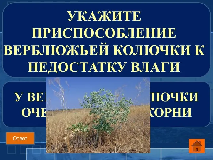 У ВЕРБЛЮЖЬЕЙ КОЛЮЧКИ ОЧЕНЬ ДЛИННЫЕ КОРНИ УКАЖИТЕ ПРИСПОСОБЛЕНИЕ ВЕРБЛЮЖЬЕЙ КОЛЮЧКИ К НЕДОСТАТКУ ВЛАГИ Ответ