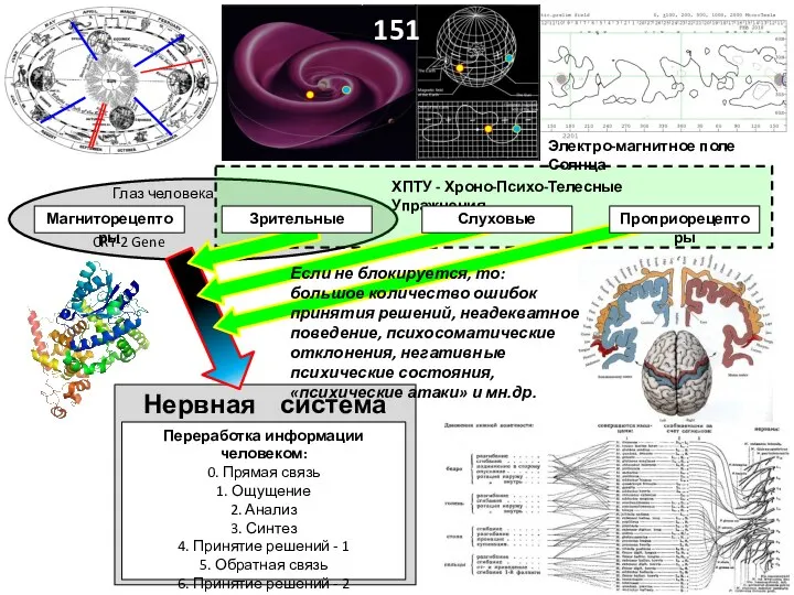 Магниторецепторы ХПТУ - Хроно-Психо-Телесные Упражнения CRY-2 Gene Глаз человека 151 Нервная