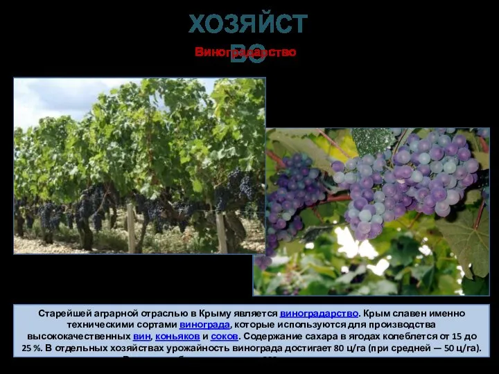 Старейшей аграрной отраслью в Крыму является виноградарство. Крым славен именно техническими