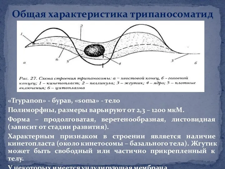 «Trypanon» - бурав, «soma» - тело Полиморфны, размеры варьируют от 2,3