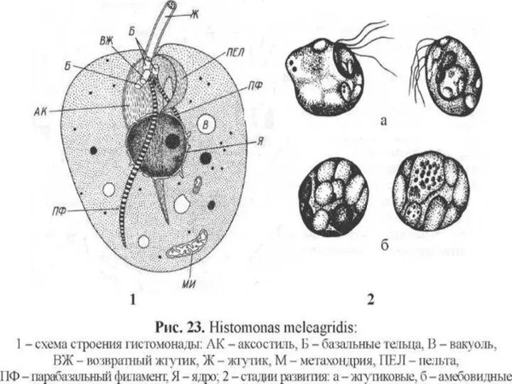 ГИСТОМОНОЗ ПТИЦ