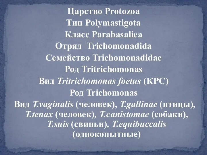 Царство Protozoa Тип Polymastigota Класс Parabasaliea Отряд Trichomonadida Семейство Trichomonadidae Род