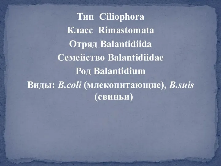 Тип Ciliophora Класс Rimastomata Отряд Balantidiida Семейство Balantidiidae Род Balantidium Виды: B.coli (млекопитающие), B.suis (свиньи)