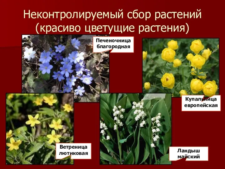 Неконтролируемый сбор растений (красиво цветущие растения) Печеночница благородная Ветреница лютиковая Купальница европейская Ландыш майский