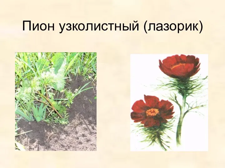 Пион узколистный (лазорик)