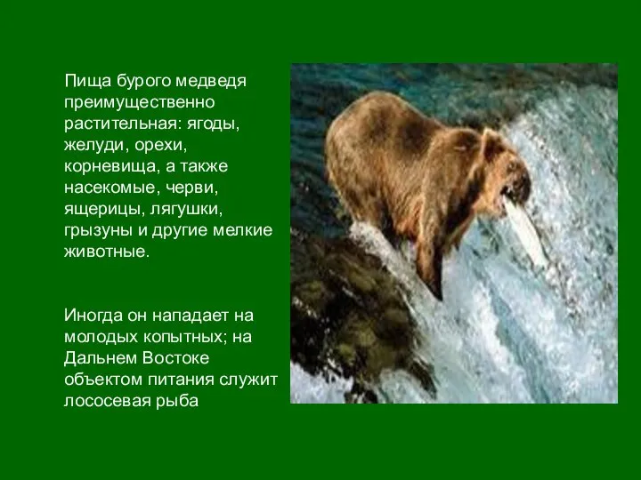 Пища бурого медведя преимущественно растительная: ягоды, желуди, орехи, корневища, а также