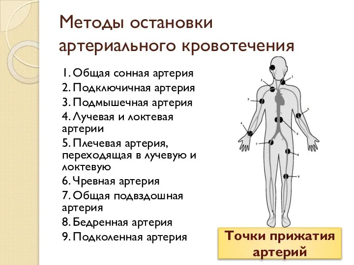 Методы остановки артериального кровотечения 1. Общая сонная артерия 2. Подключичная артерия