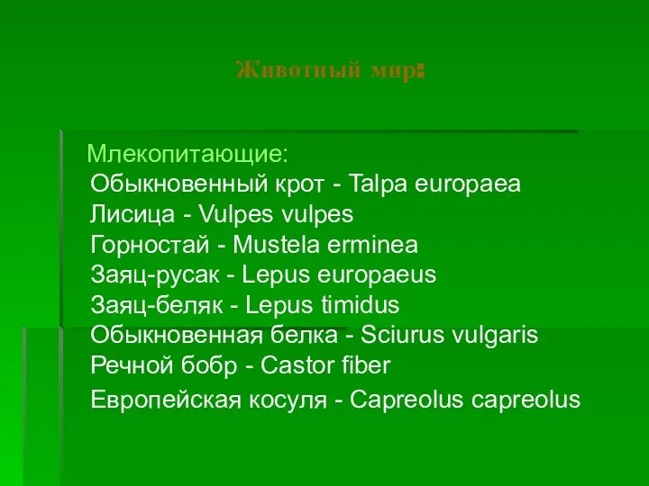 Животный мир: Млекопитающие: Обыкновенный крот - Talpa europaea Лисица - Vulpes