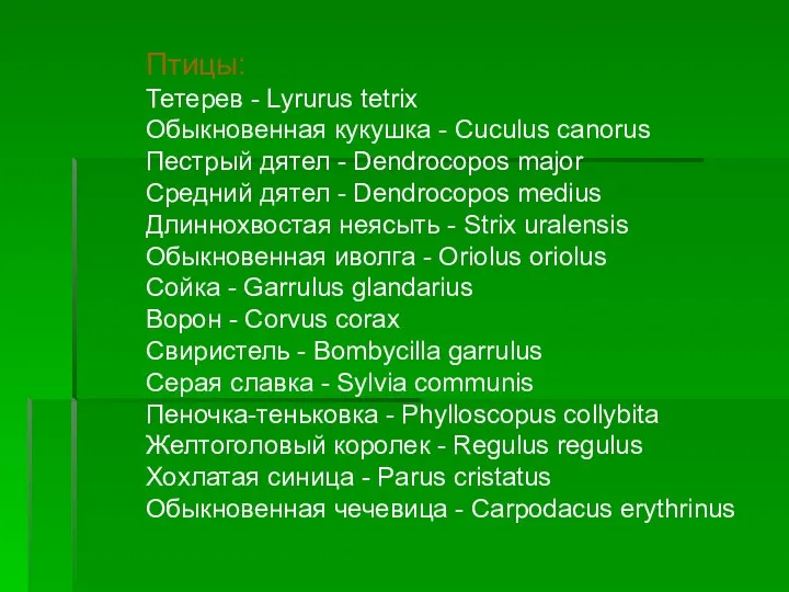 Птицы: Тетерев - Lyrurus tetrix Обыкновенная кукушка - Cuculus canorus Пестрый