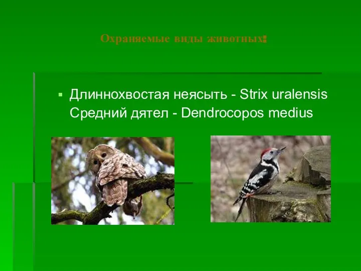 Охраняемые виды животных: Длиннохвостая неясыть - Strix uralensis Средний дятел - Dendrocopos medius