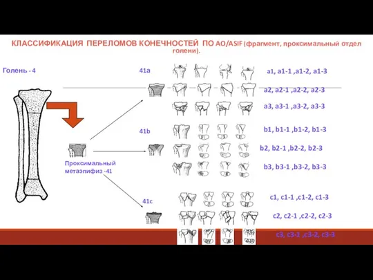 КЛАССИФИКАЦИЯ ПЕРЕЛОМОВ КОНЕЧНОСТЕЙ ПО AO/ASIF (фрагмент, проксимальный отдел голени). Голень -