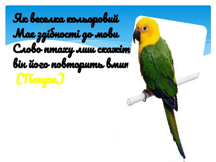 Як веселка кольоровий Має здібності до мови Слово птаху лиш скажіть він його повторить вмить (Папуга)