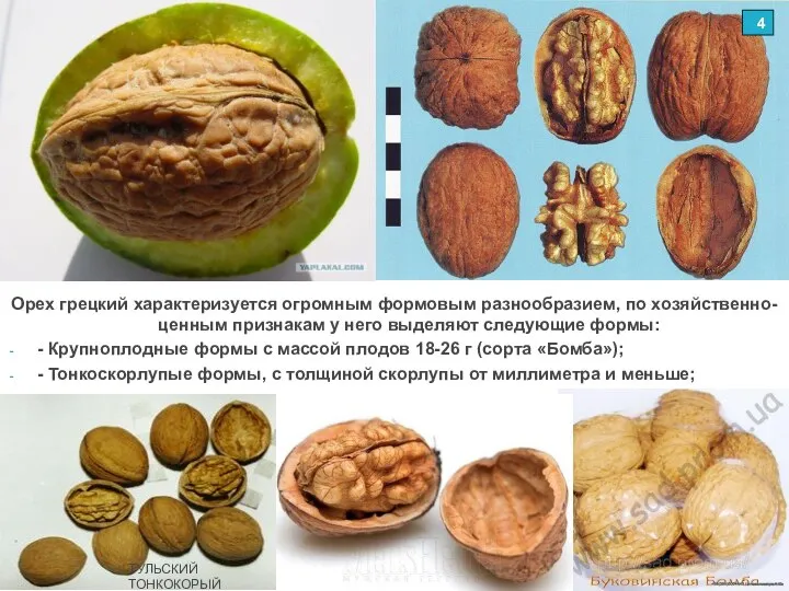 Орех грецкий характеризуется огромным формовым разнообразием, по хозяйственно-ценным признакам у него