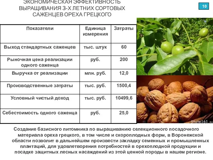 ЭКОНОМИЧЕСКАЯ ЭФФЕКТИВНОСТЬ ВЫРАЩИВАНИЯ 3-Х ЛЕТНИХ СОРТОВЫХ САЖЕНЦЕВ ОРЕХА ГРЕЦКОГО Создание базисного