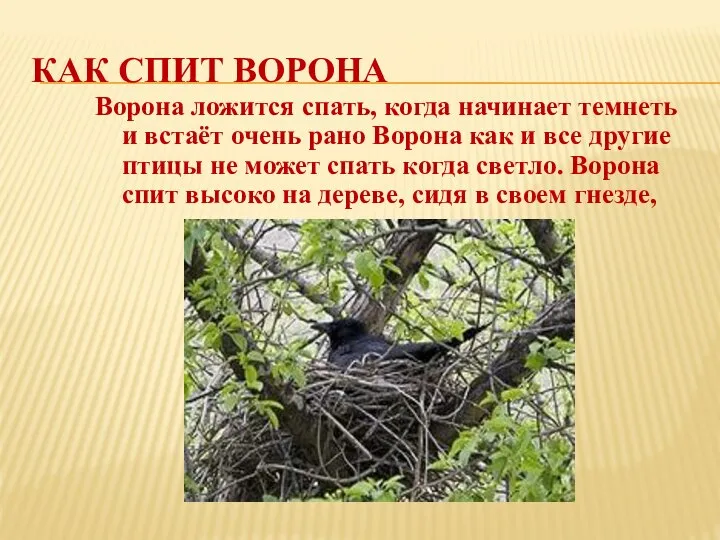 КАК СПИТ ВОРОНА Ворона ложится спать, когда начинает темнеть и встаёт