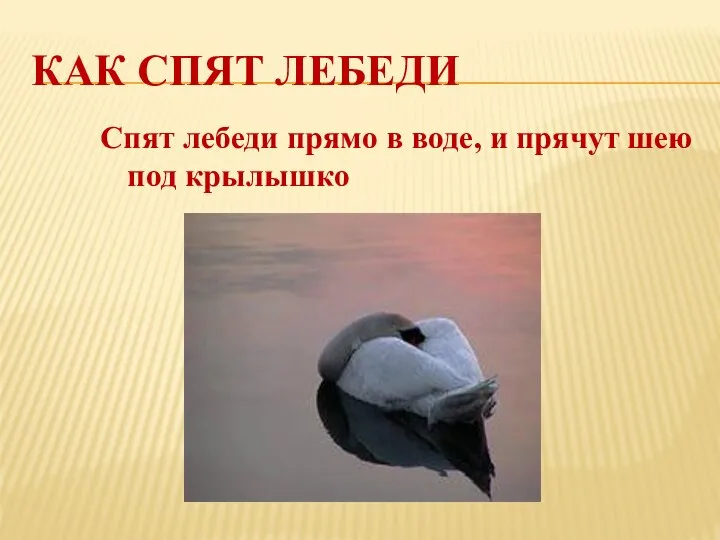 КАК СПЯТ ЛЕБЕДИ Спят лебеди прямо в воде, и прячут шею под крылышко