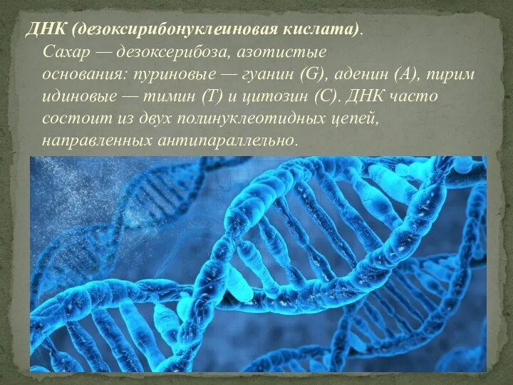 ДНК (дезоксирибонуклеиновая кислата). Сахар — дезоксерибоза, азотистые основания: пуриновые — гуанин