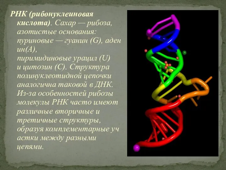 РНК (рибонуклеиновая кислота). Сахар — рибоза, азотистые основания: пуриновые — гуанин