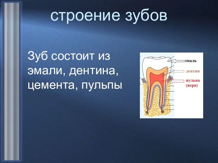 строение зубов Зуб состоит из эмали, дентина, цемента, пульпы