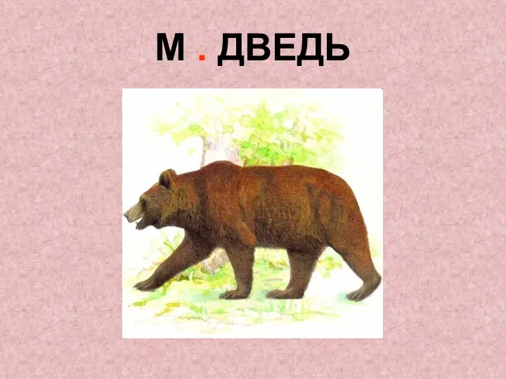 М . ДВЕДЬ