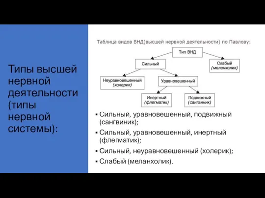 Типы высшей нервной деятельности (типы нервной системы): Сильный, уравновешенный, подвижный (сангвиник);