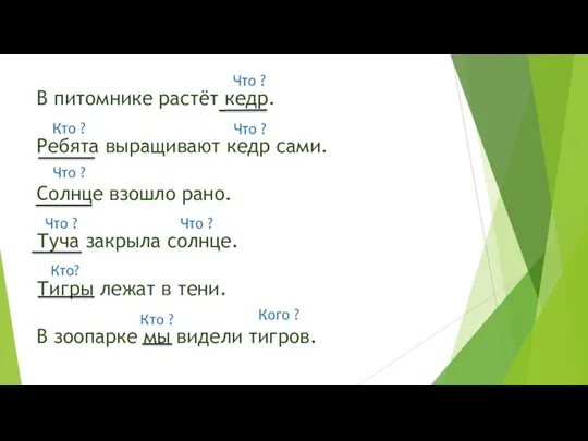 В питомнике растёт кедр. Ребята выращивают кедр сами. Солнце взошло рано.