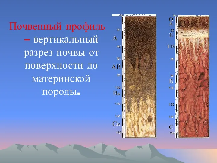 Почвенный профиль – вертикальный разрез почвы от поверхности до материнской породы.