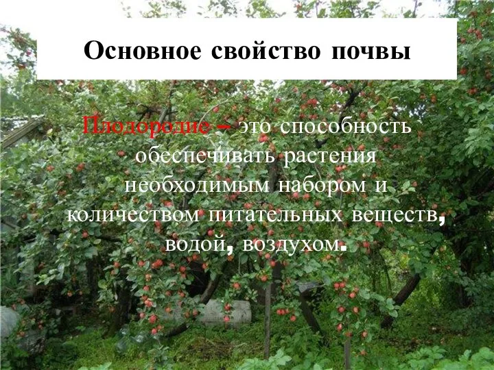 Основное свойство почвы Плодородие – это способность обеспечивать растения необходимым набором