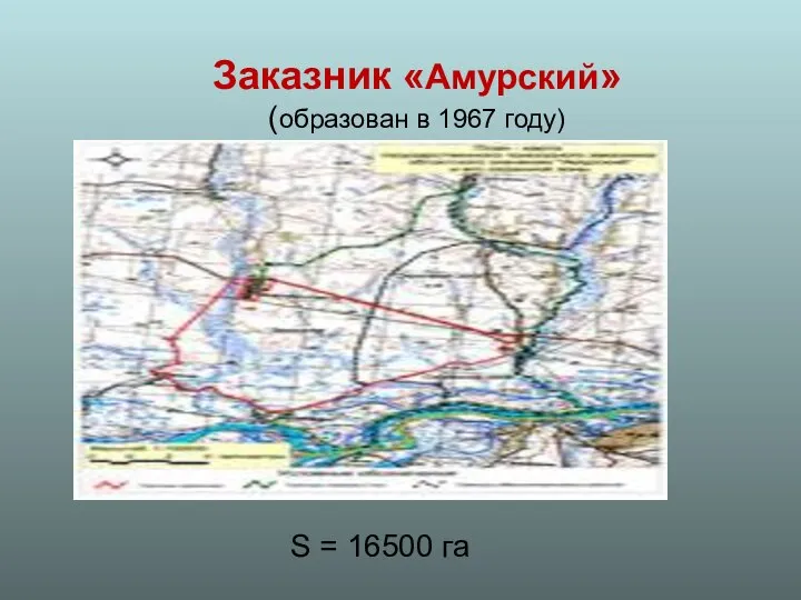 Заказник «Амурский» (образован в 1967 году) S = 16500 га