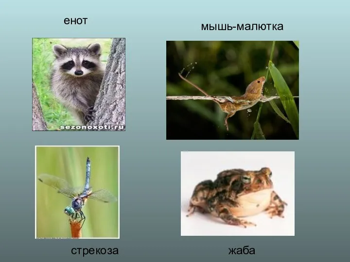 енот мышь-малютка стрекоза жаба