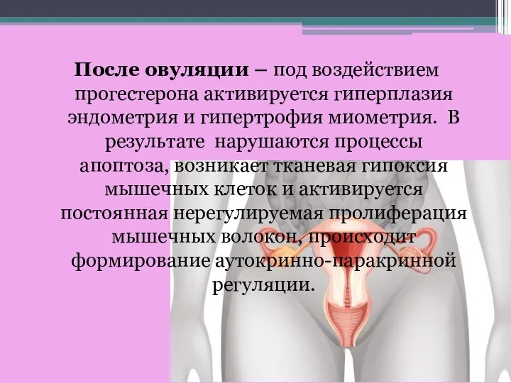 После овуляции – под воздействием прогестерона активируется гиперплазия эндометрия и гипертрофия