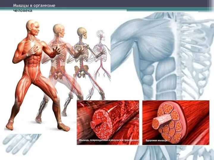Мышцы в организме человека